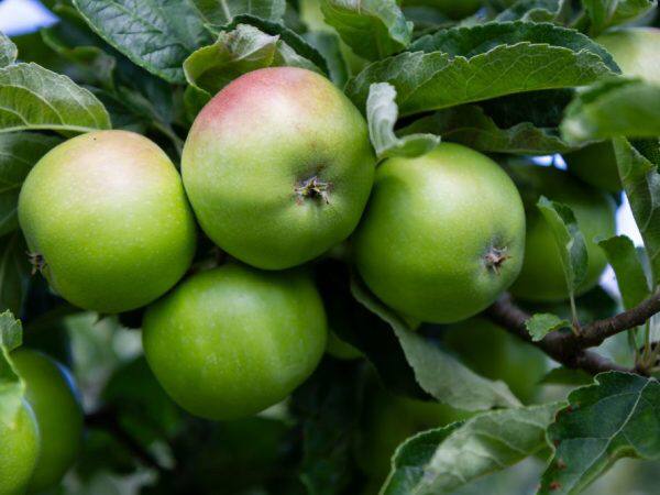 Яблоки садовые зеленые